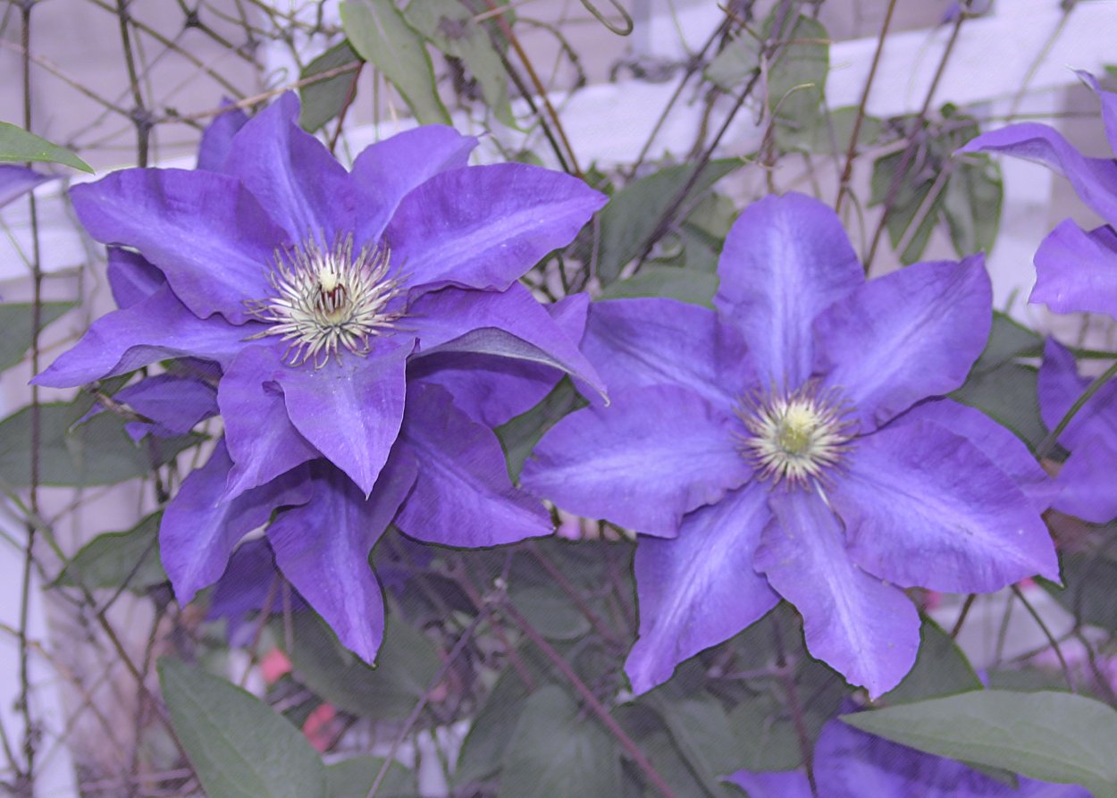 Клематис полиш спирит