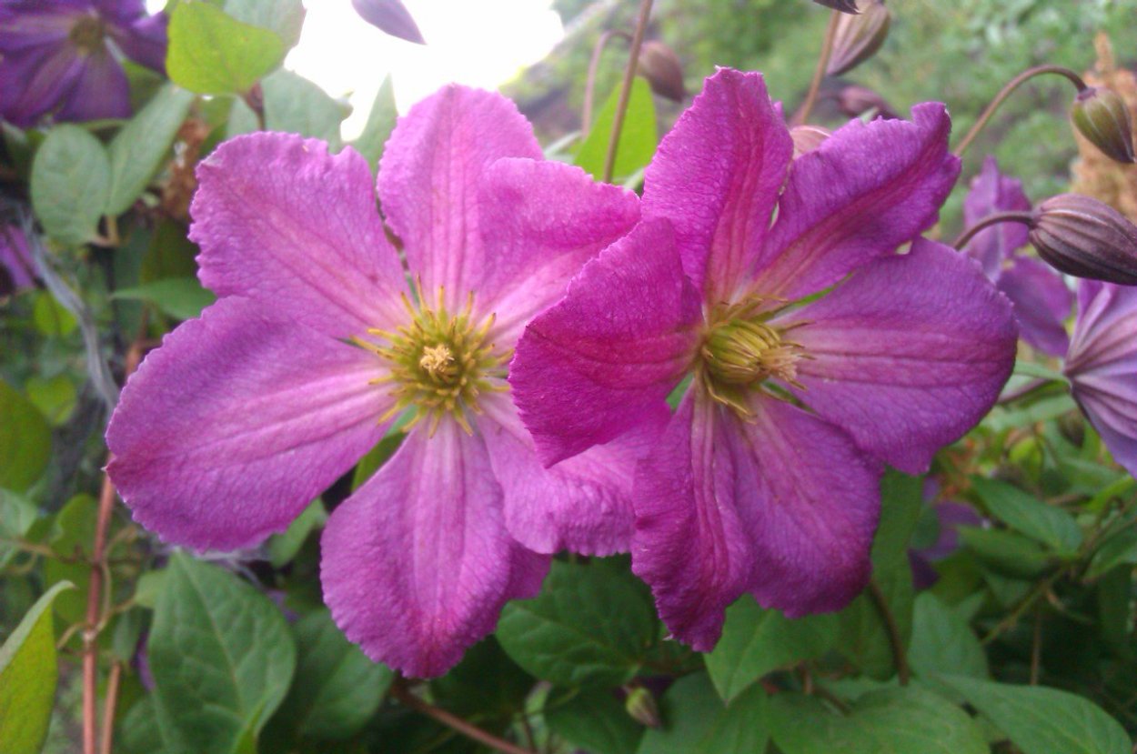 Клематис Уильям Кеннет