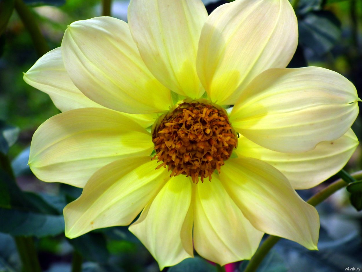 Желтые цветочки