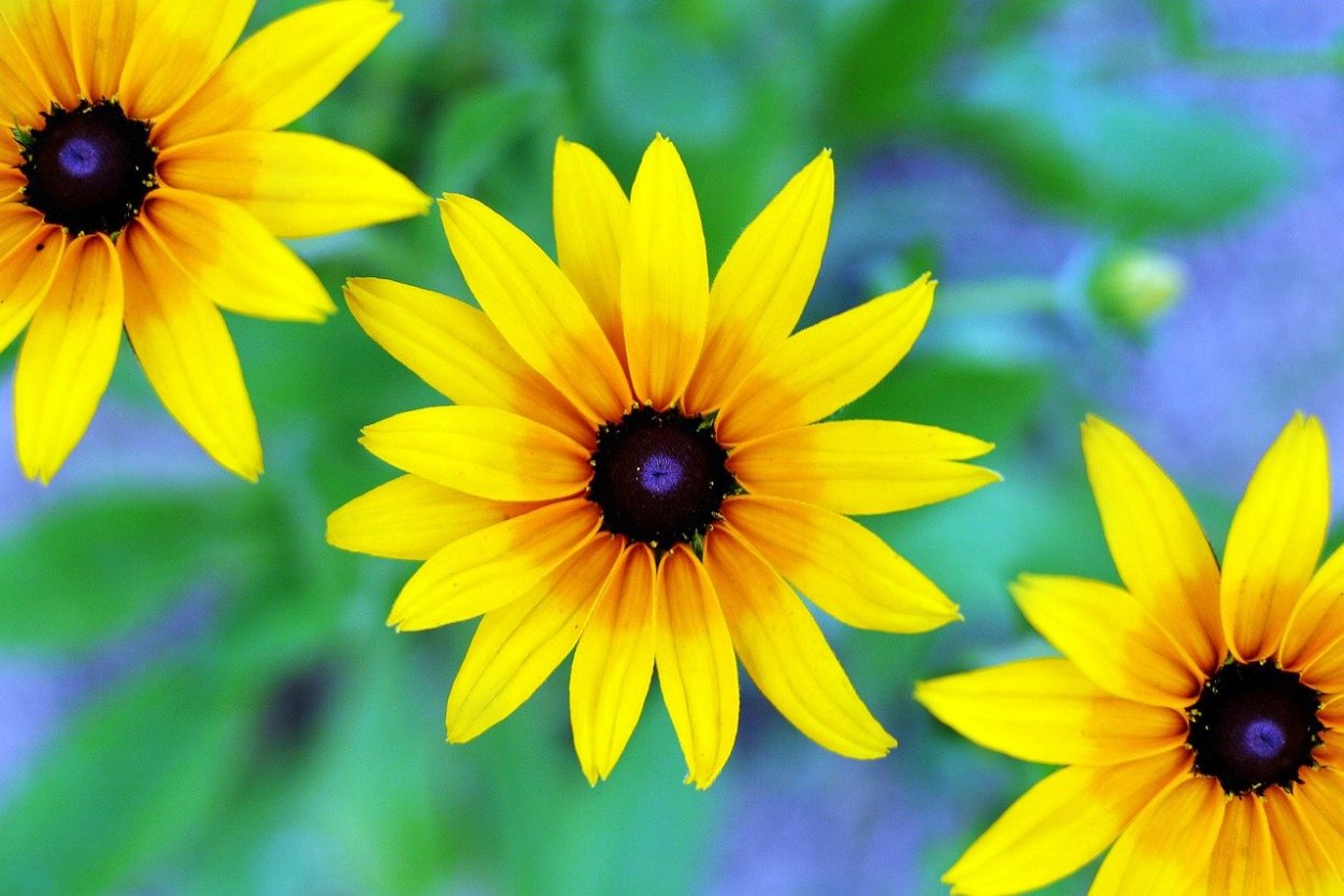 Цветок с жёлтыми лепестками и коричневой серединкой