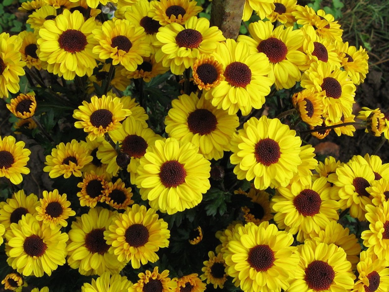 Цветок с желтыми, много - много цветками.