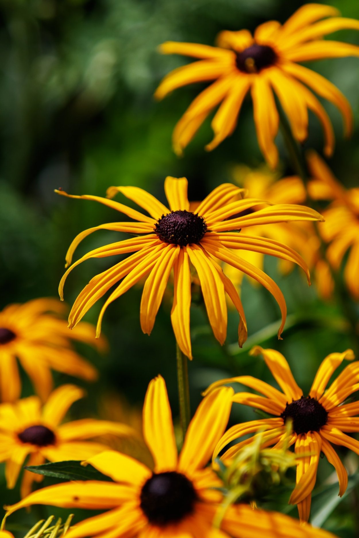 Rudbeckia fulgida