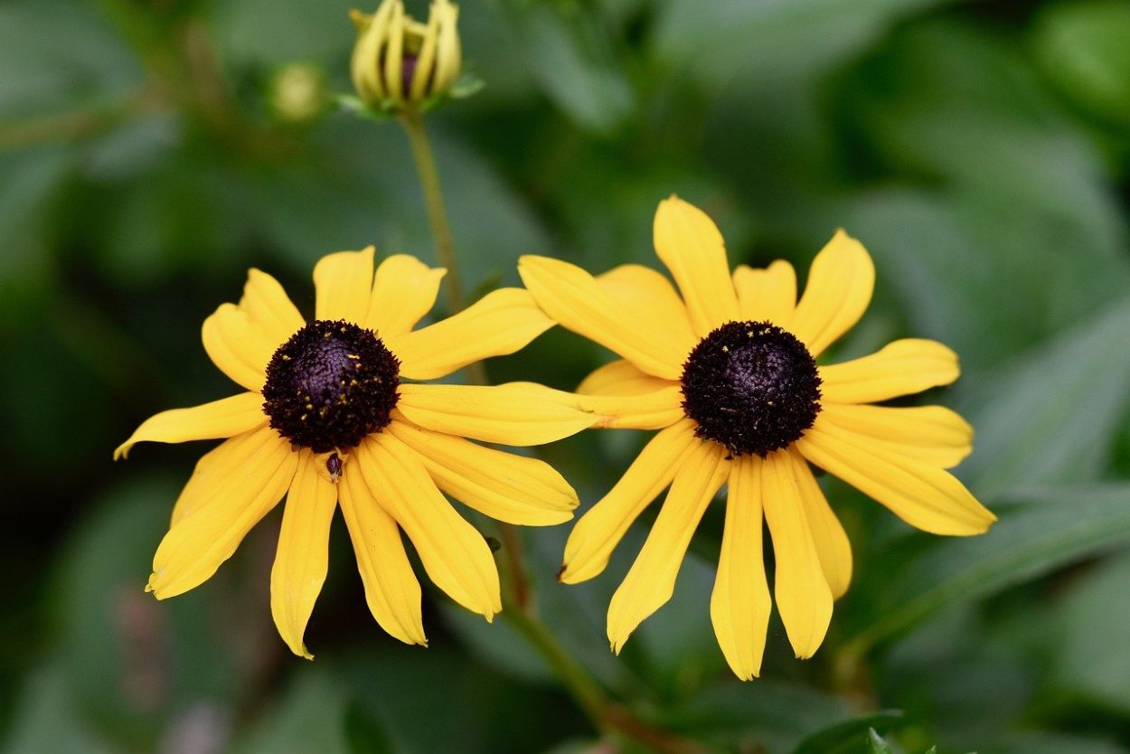 Жёлтые цветы с чёрной серединкой