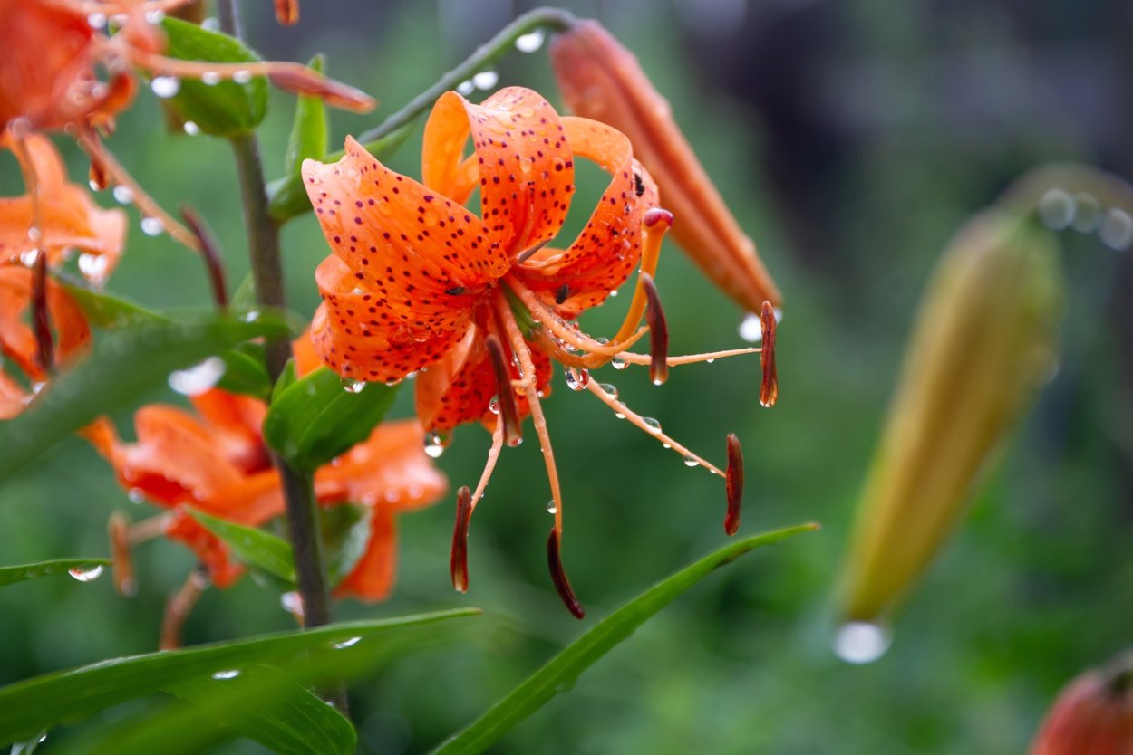 Лилия мартагон