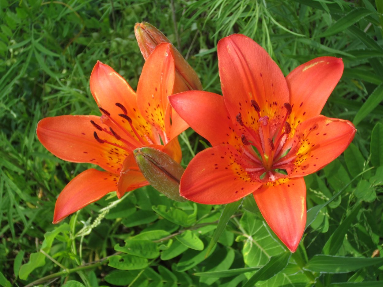 Тигровая Лилия саранка