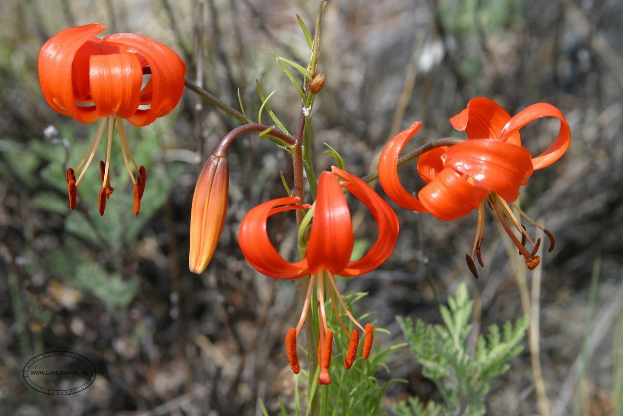 Саранка Полевая