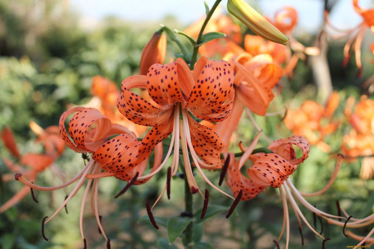 Лилия мартагон Пумилум