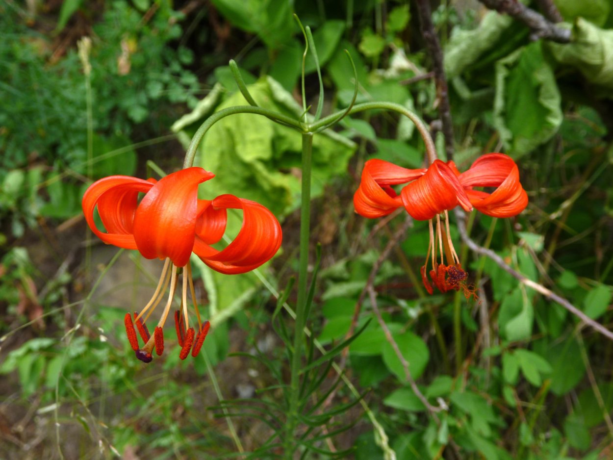 Лилия Даурская саранка