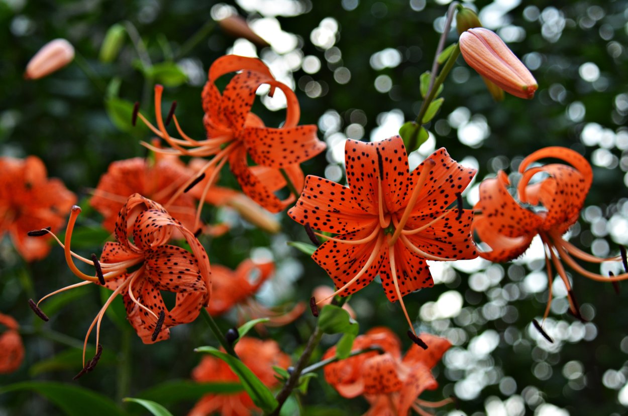 Саранка Сибирская на Байкале