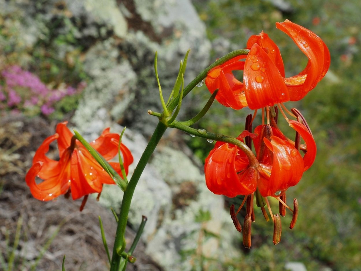 Лилия саранка сушёная