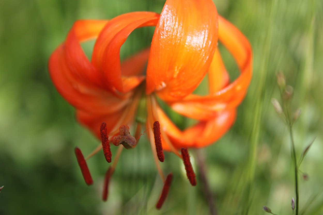 Лилия саранка