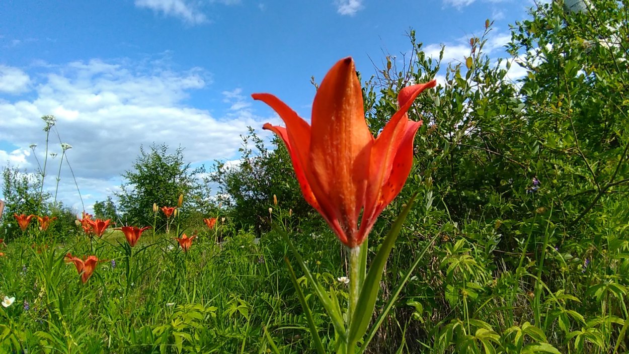 Тигровая Лилия саранка