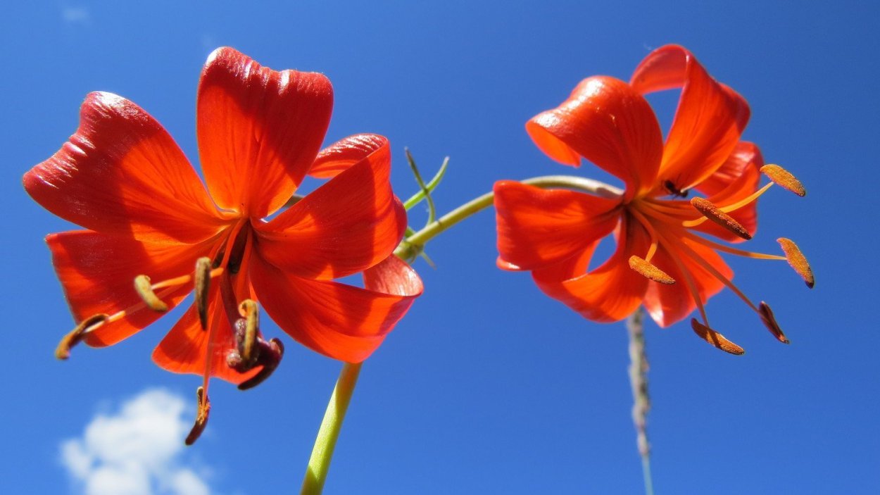 Лилия саранка красная