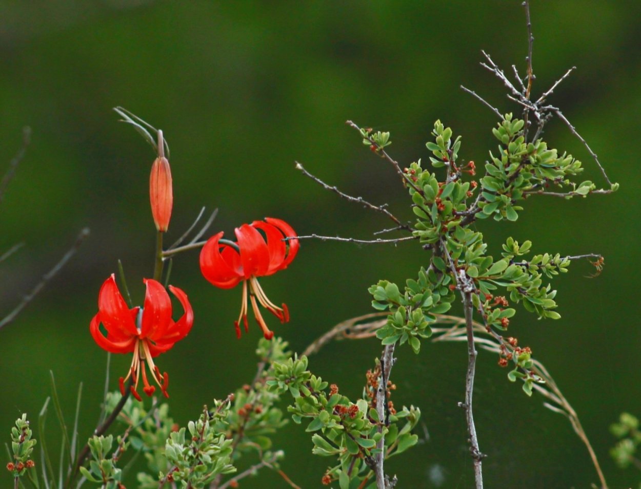 Лилия мартагон