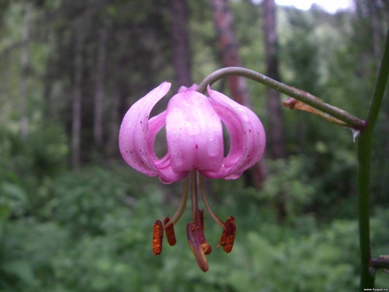 Саранка Забайкальская