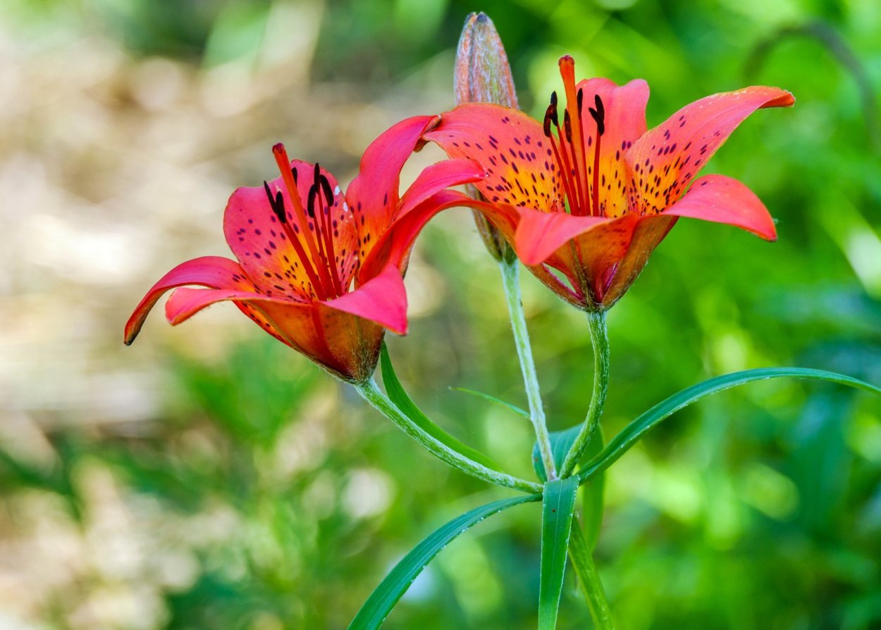 Якутская Лилия Сардаана