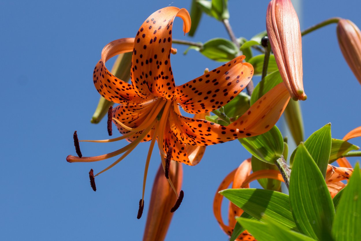 Лилия Дальневосточная саранка