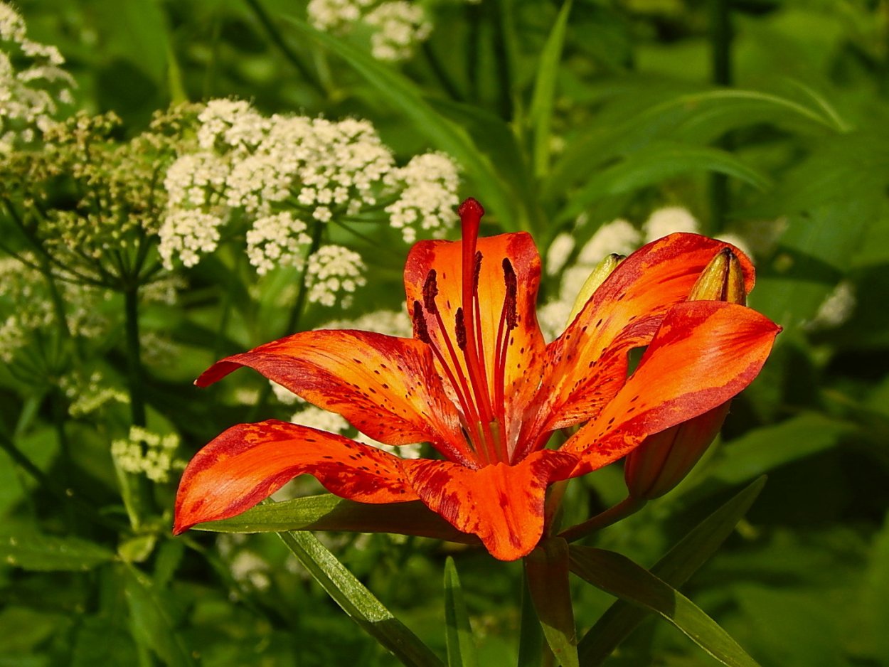 Саранка Сахалинская