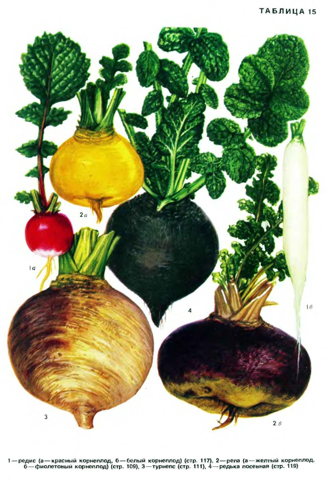 Редька репа брюква