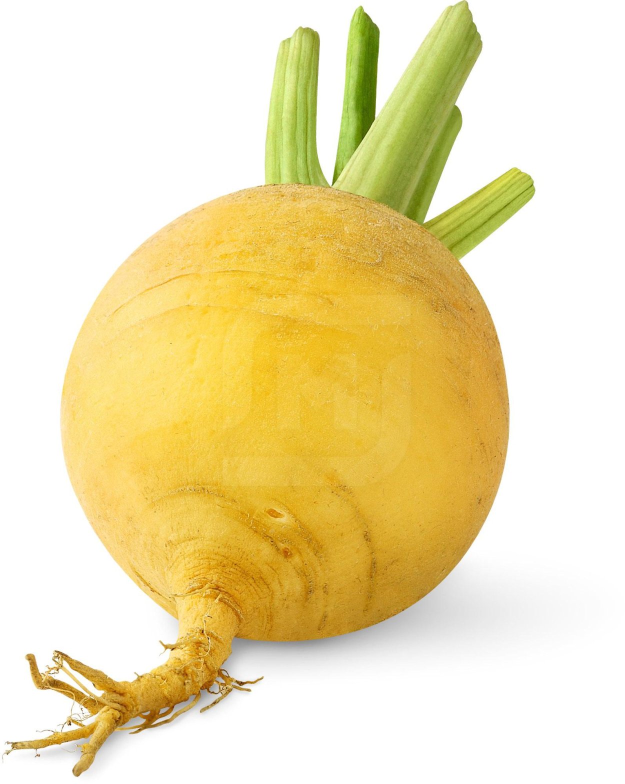 Редис продолговатый