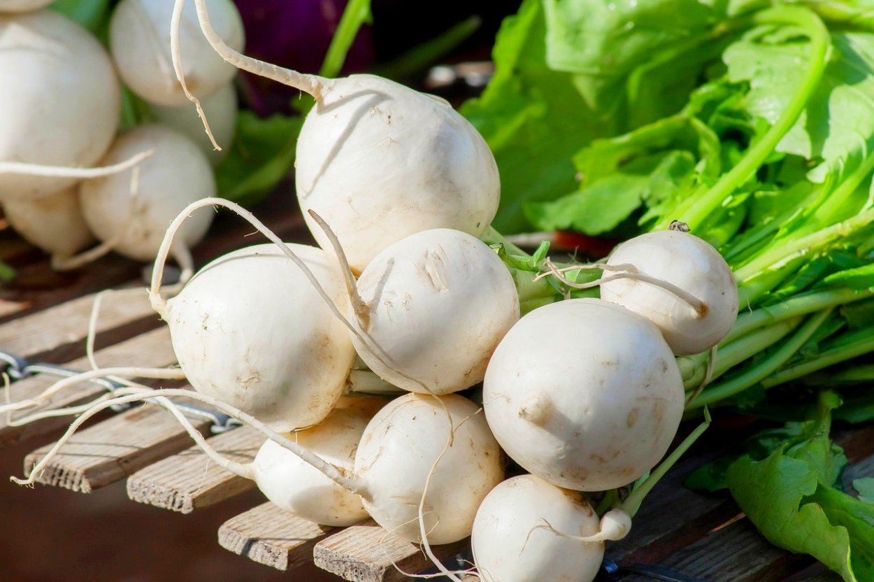 Белая редька турнепс