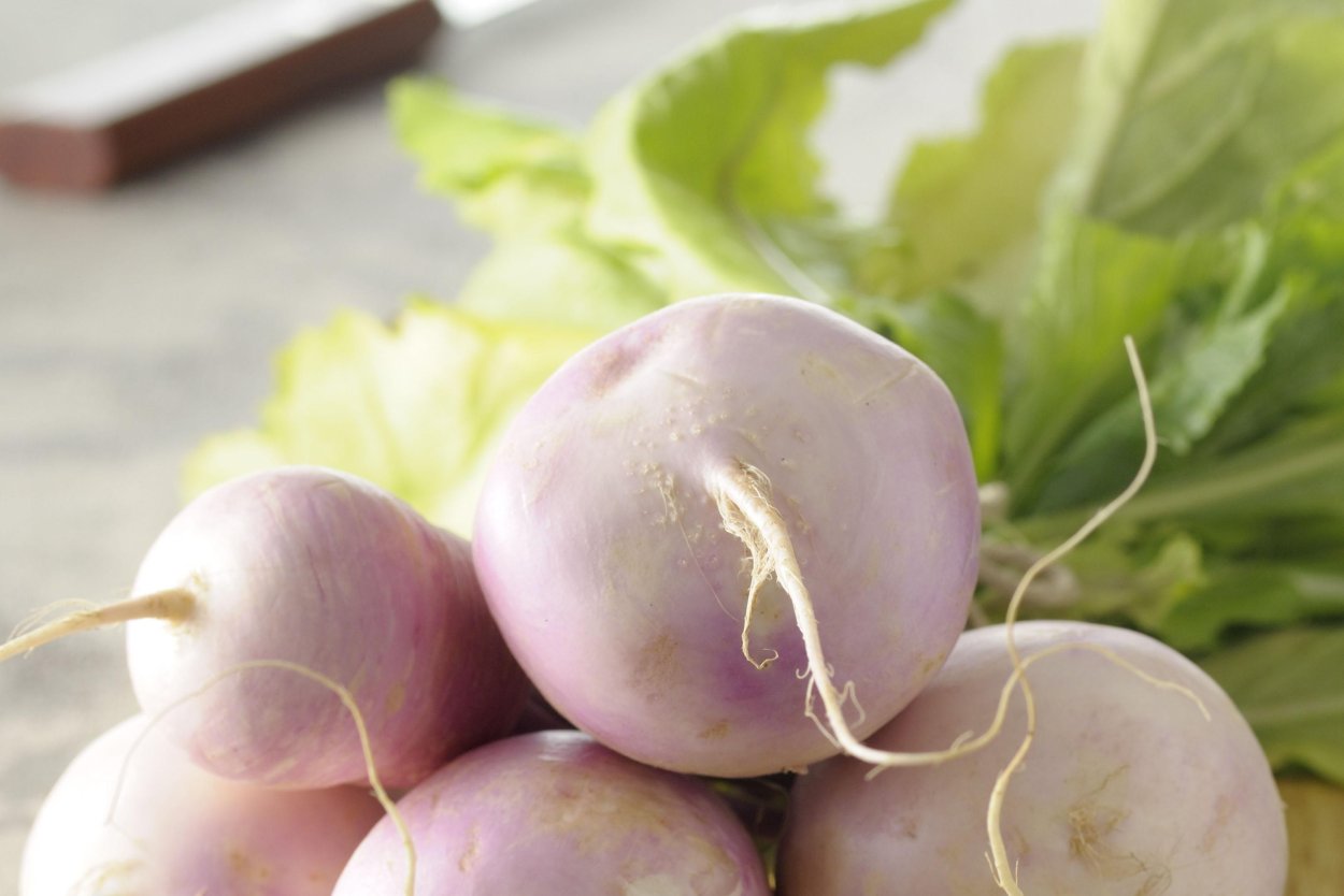 Редька турнепс
