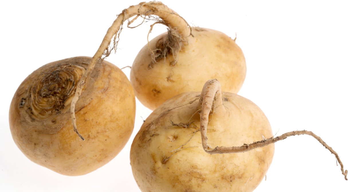 Репа Голден Болл (золотой шар)