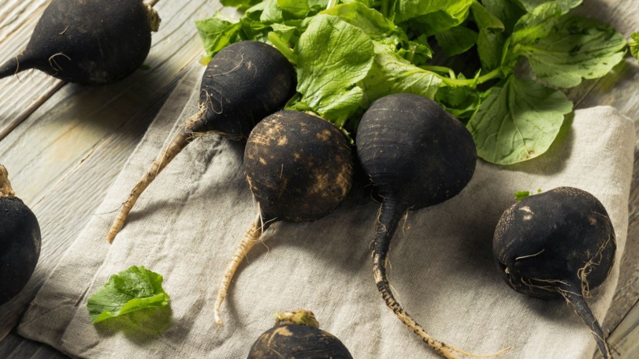 Алабаш репа