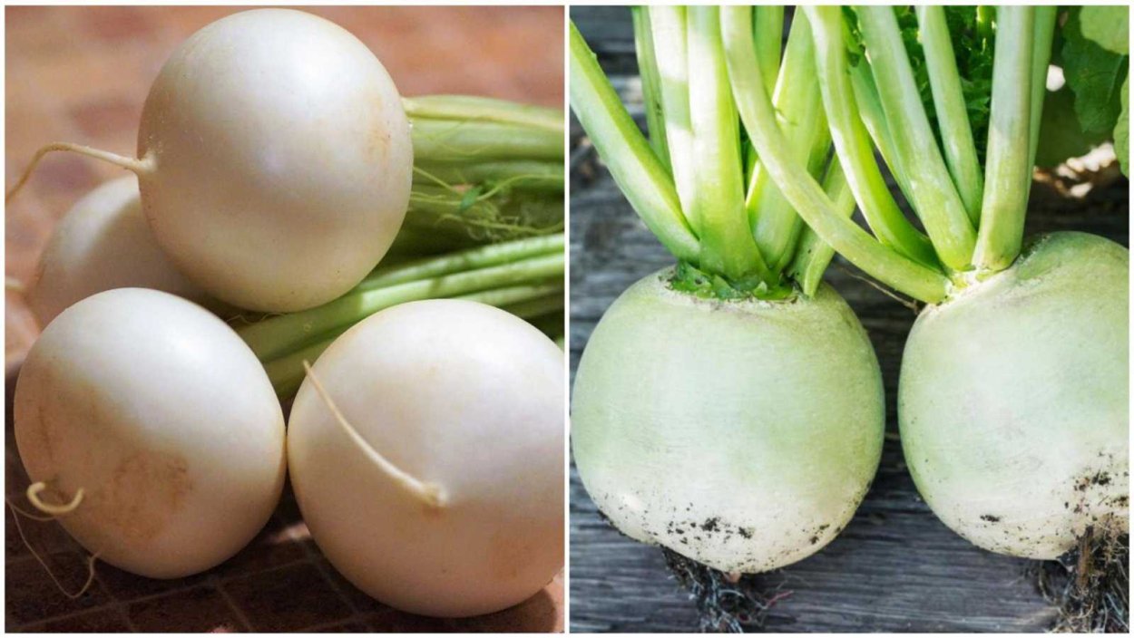 Репа Репка редька