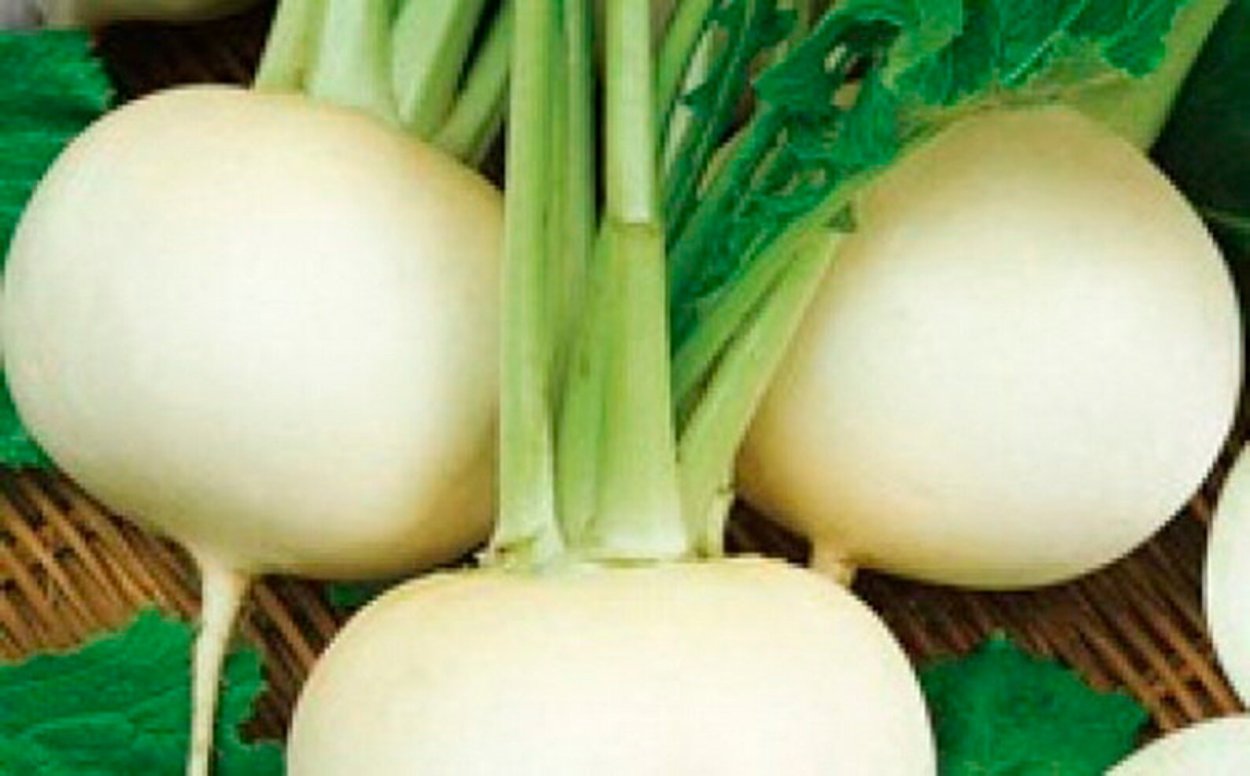 Редька турнепс