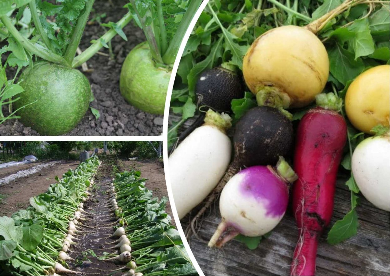 Репка редька редиска