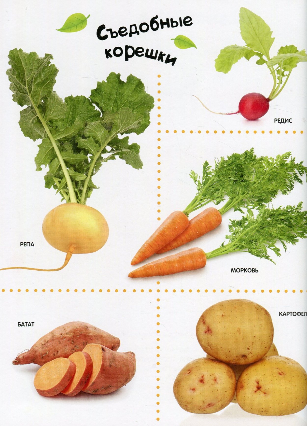 Редька зеленая Маргеланская