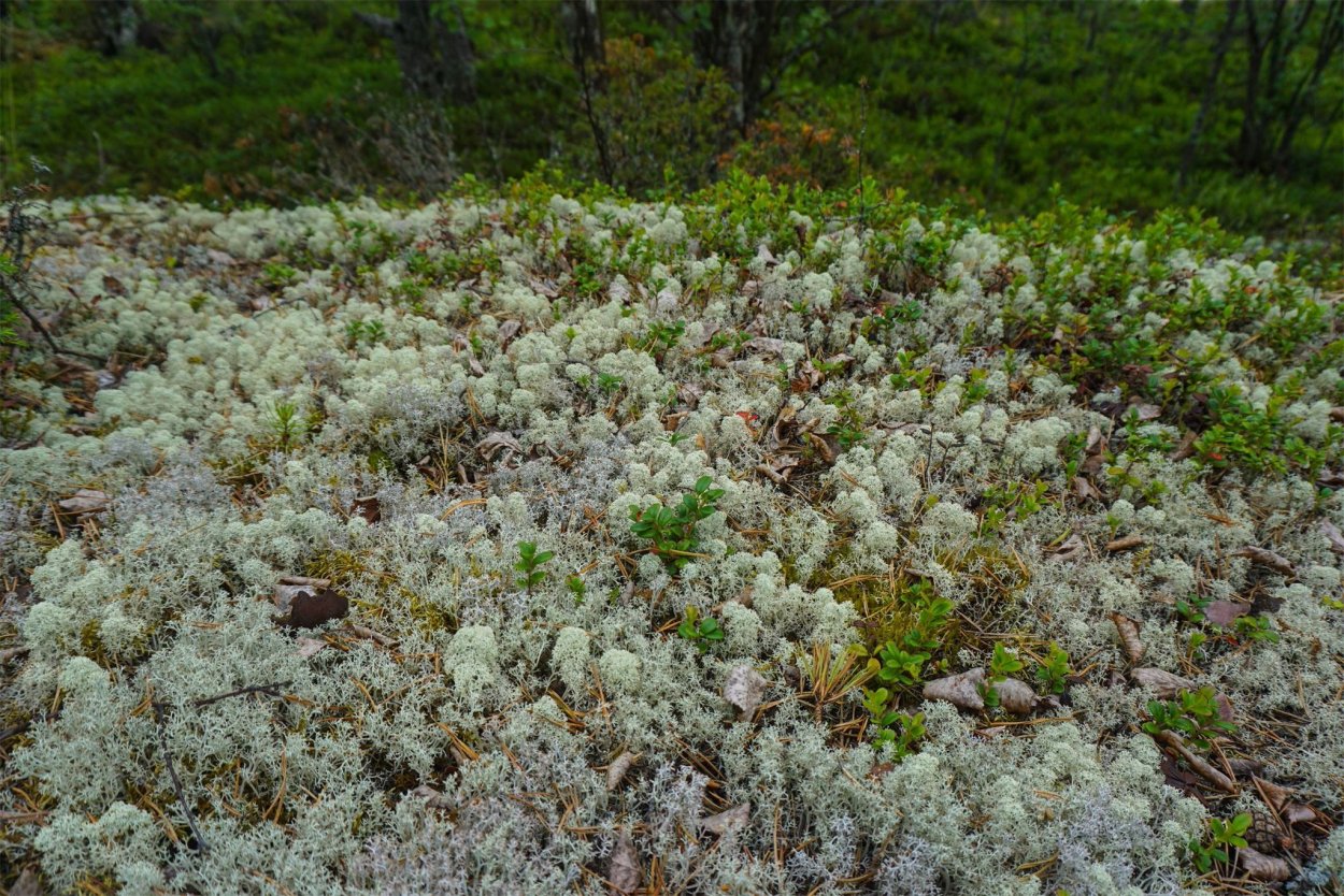 Мох ягель в тундре