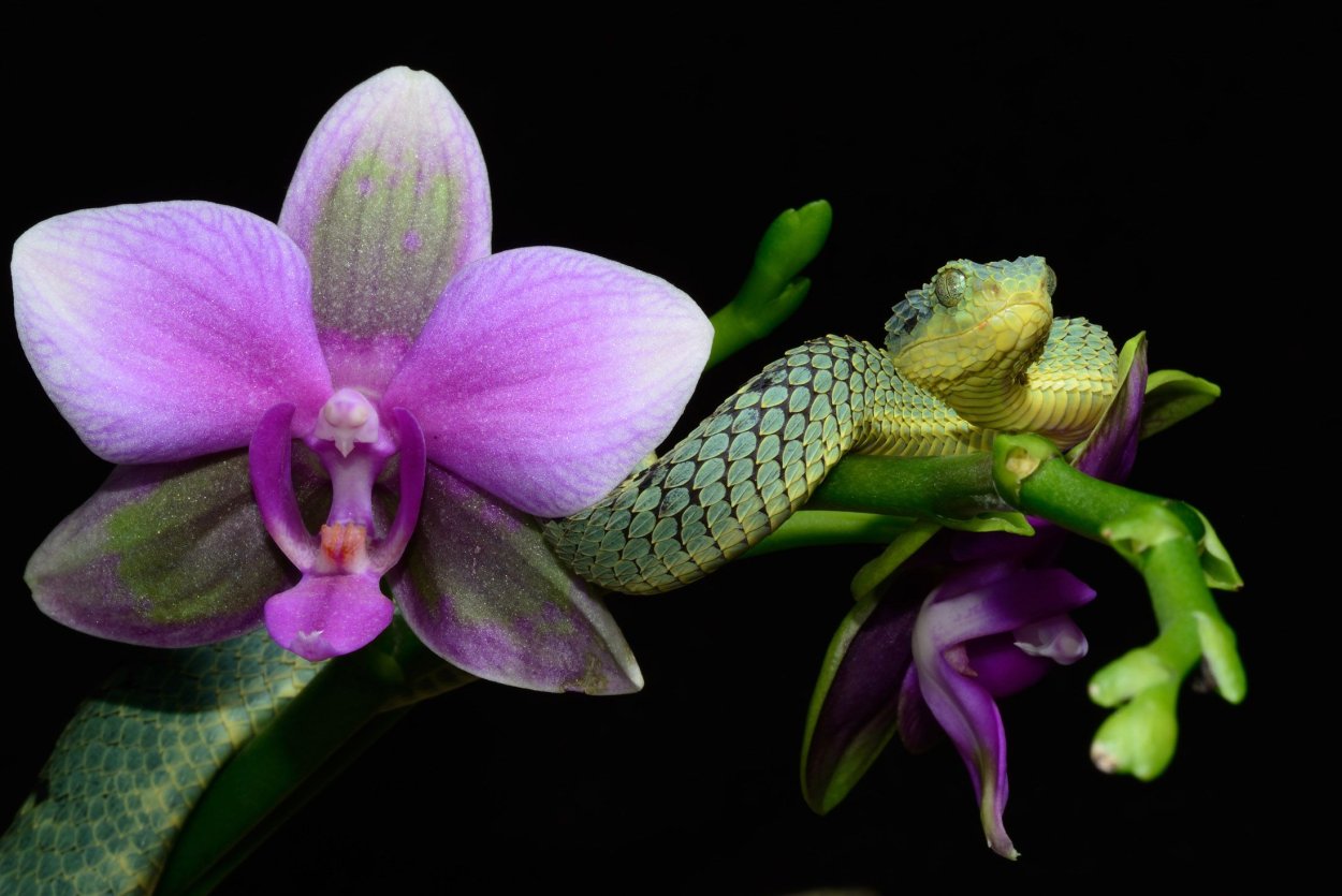 Фаленопсис Хэппи Лизард