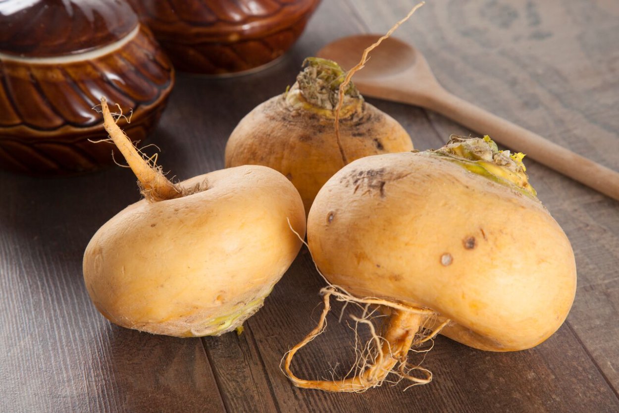 Турнепс и дайкон