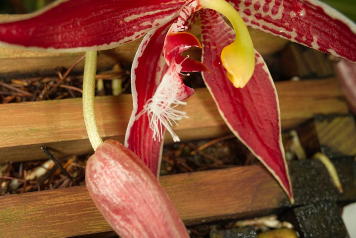 Змеиный цветок