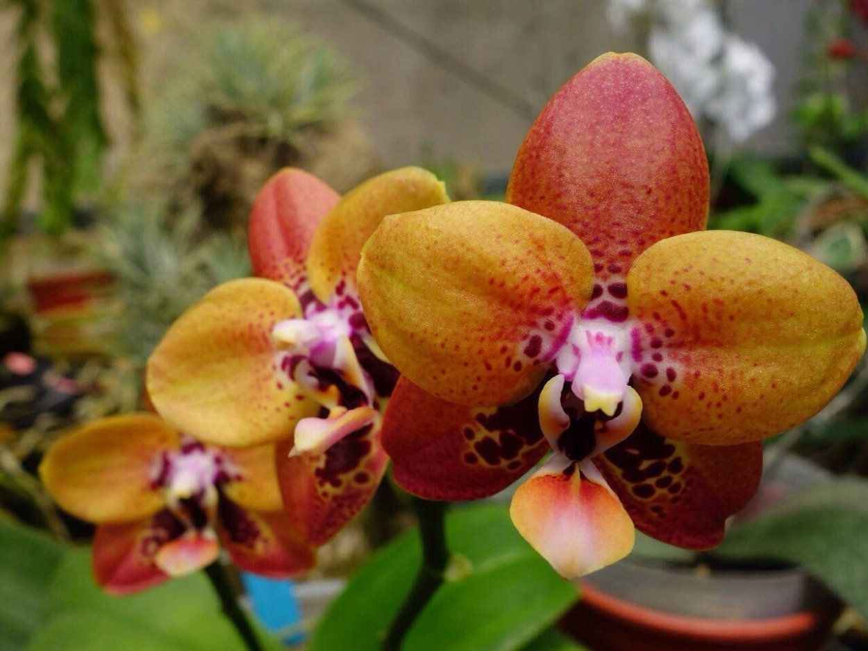 Орхидея Zheng min Anaconda