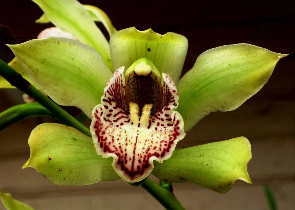 Орхидея Shenzhen Nongke