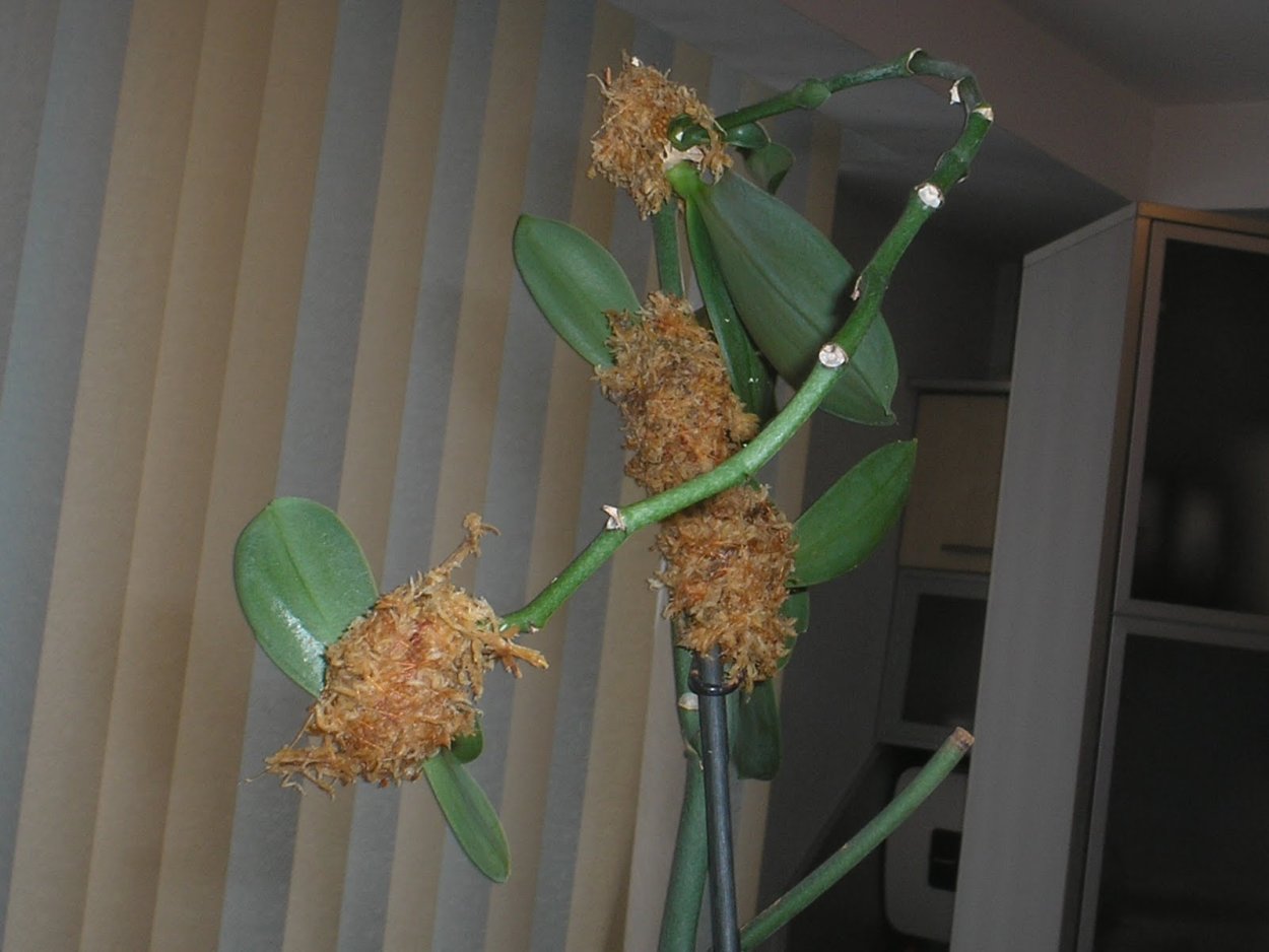 Орхидея Cattleya Waianae Leopard