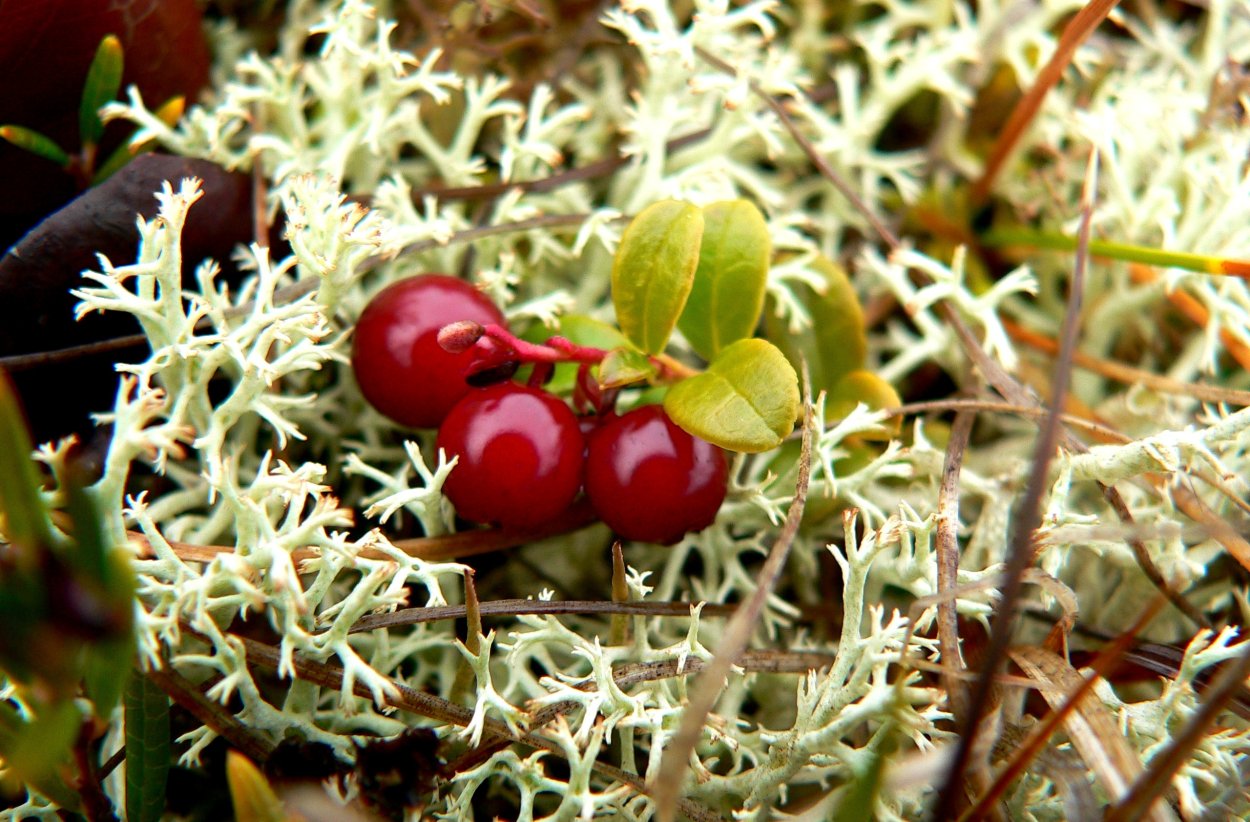 Гипновые мхи Арктика