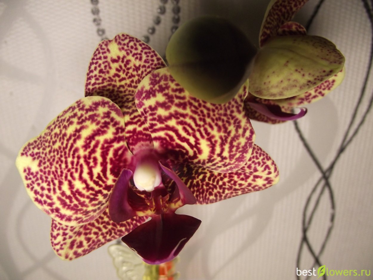 Phal Allura exotic Dancer Орхидея