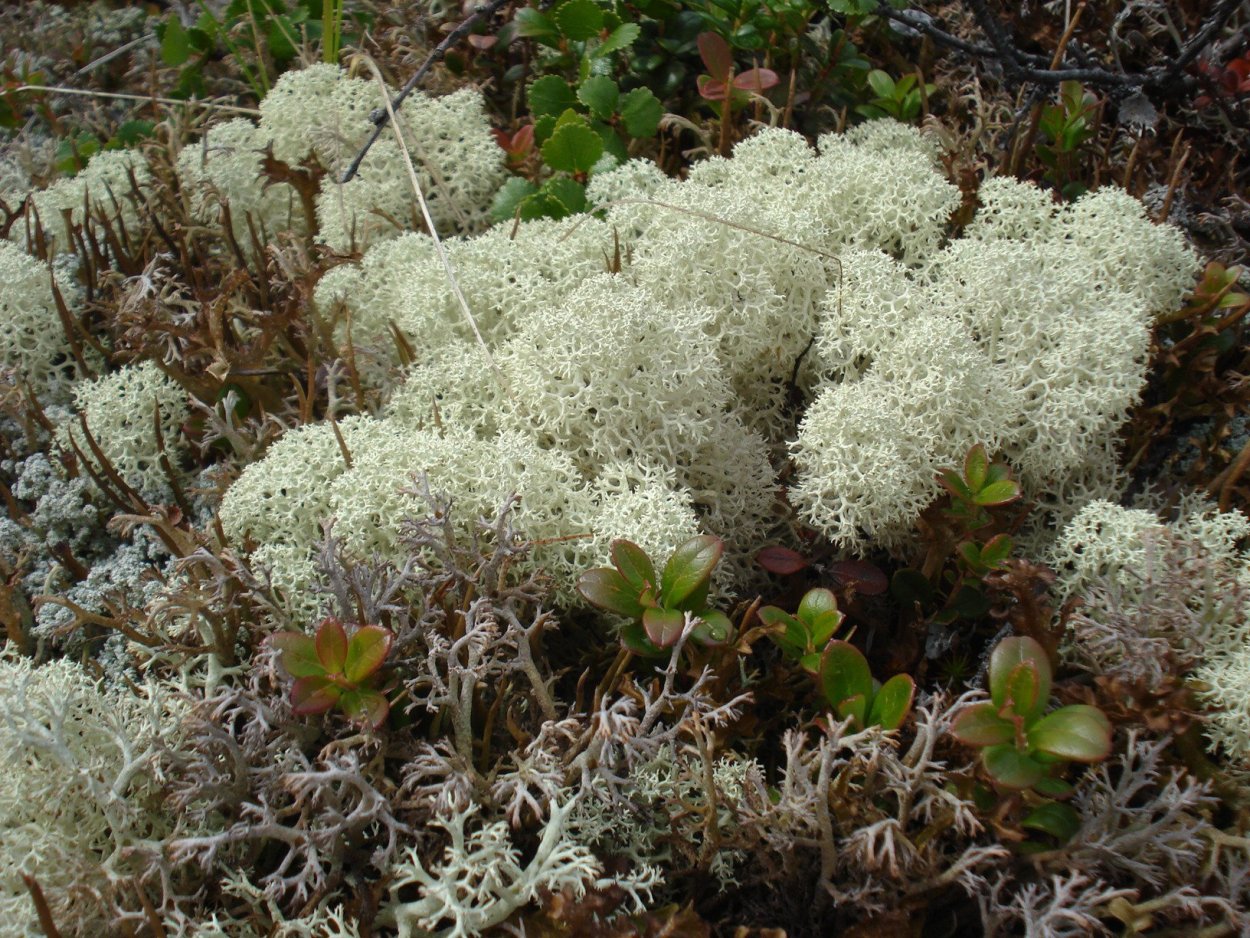 Лишайники в тундре Морошка