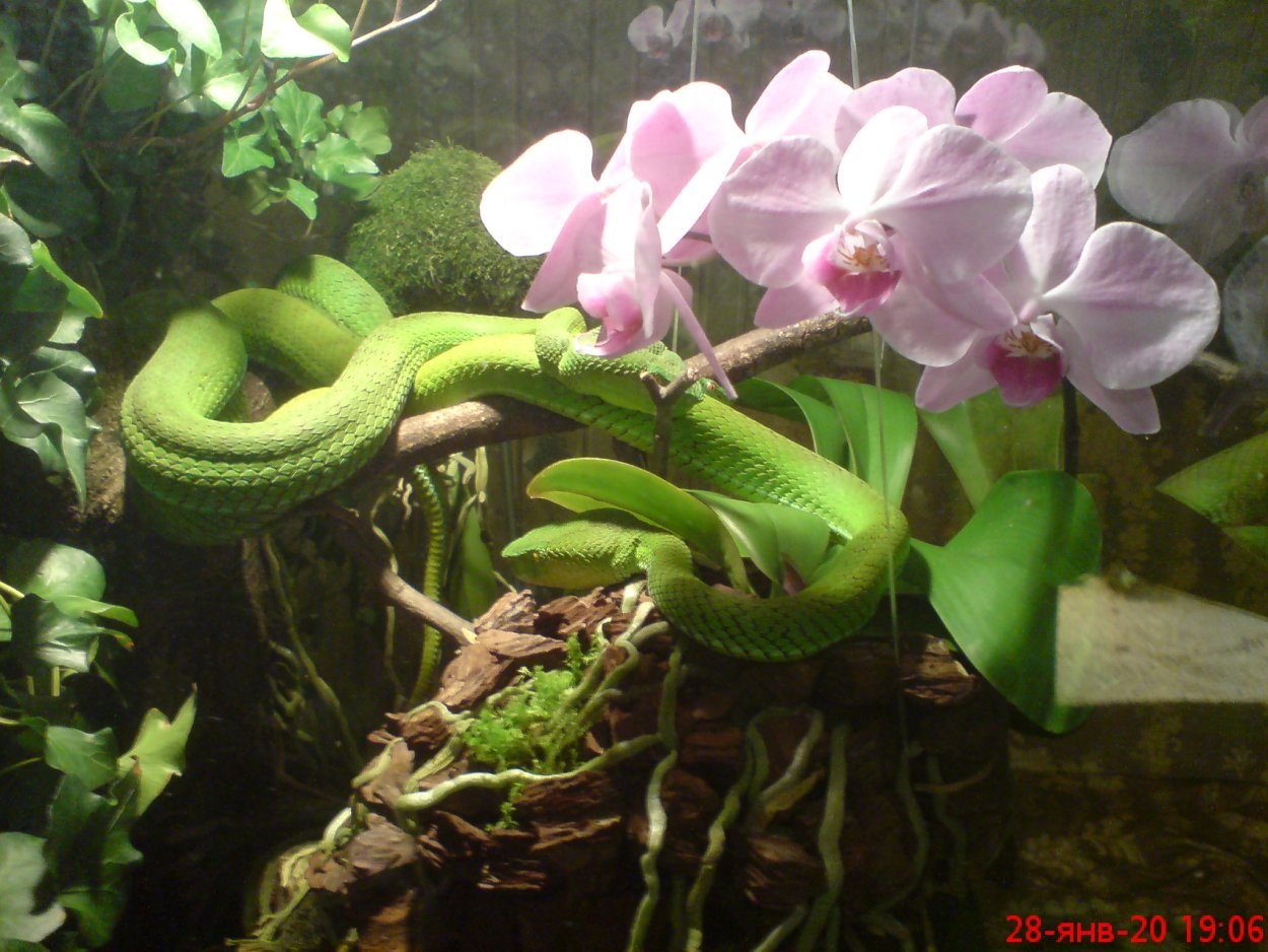 Орхидея змеиная