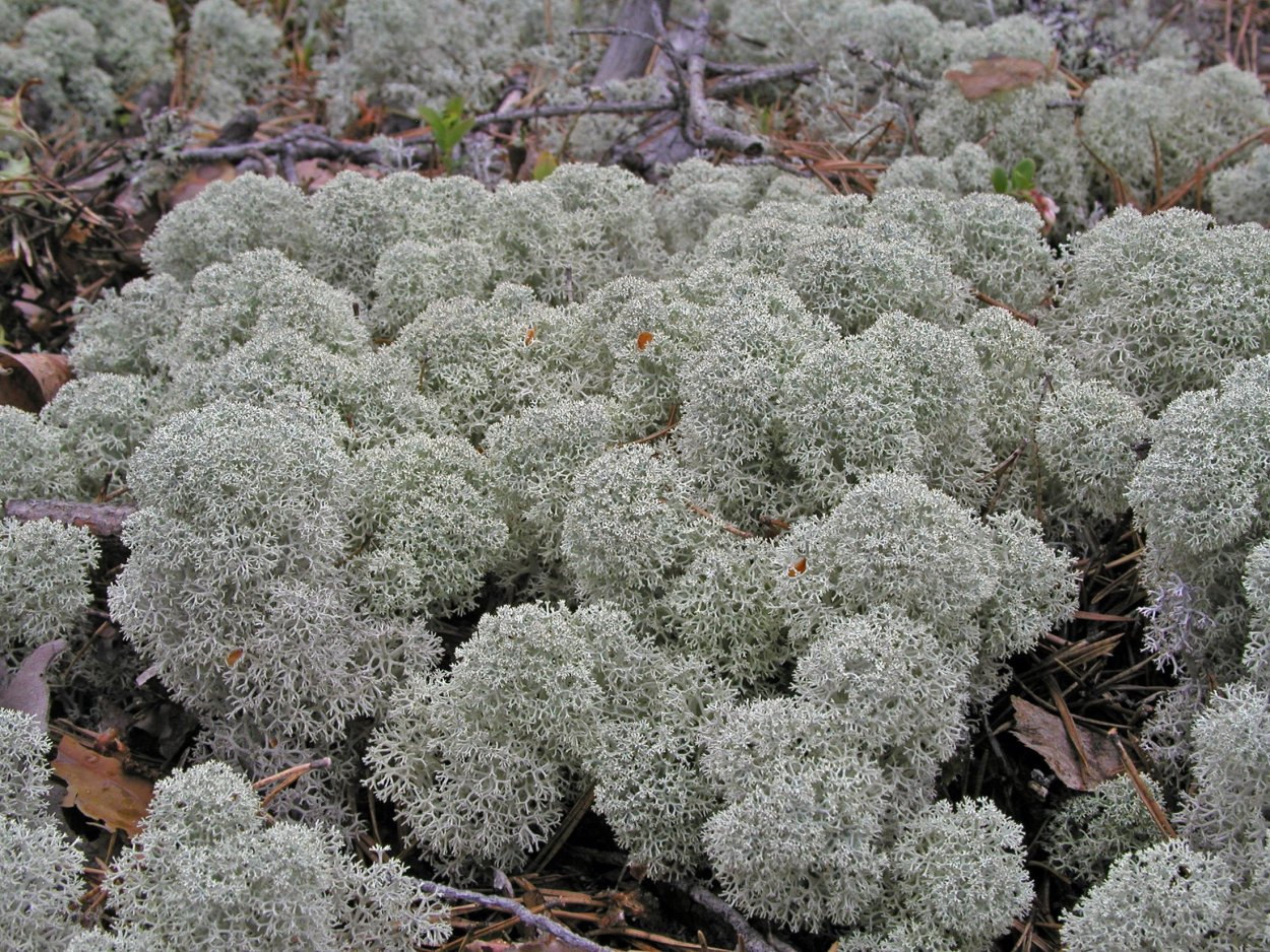 Арктическая пустыня мхи и лишайники