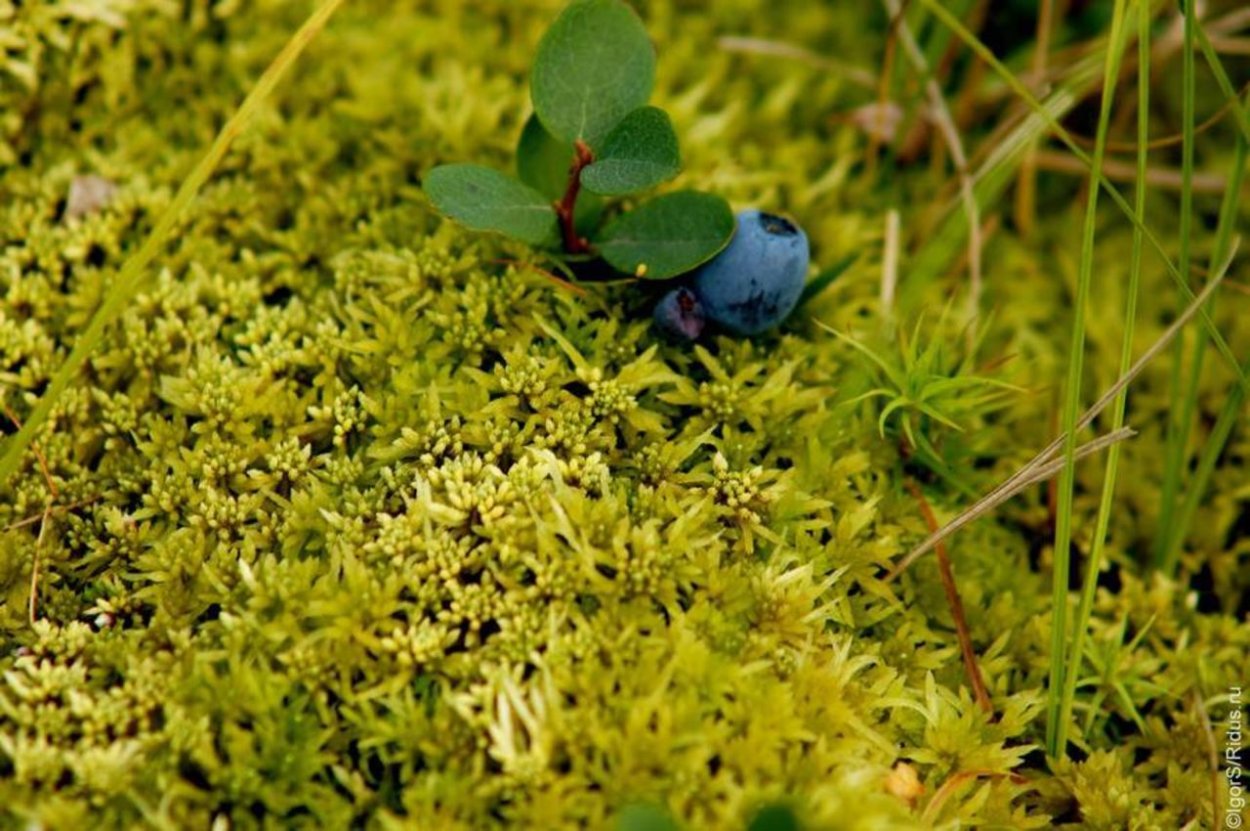 Мох сфагнум в тундре