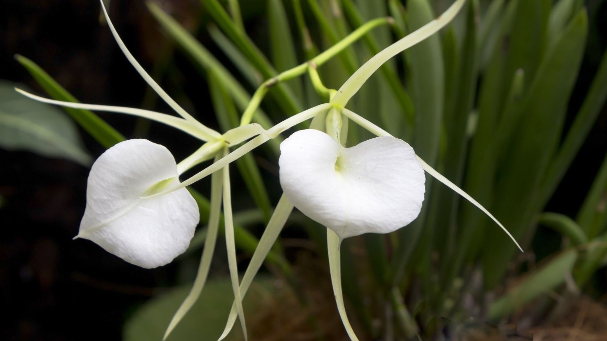 Принт кожа змеи