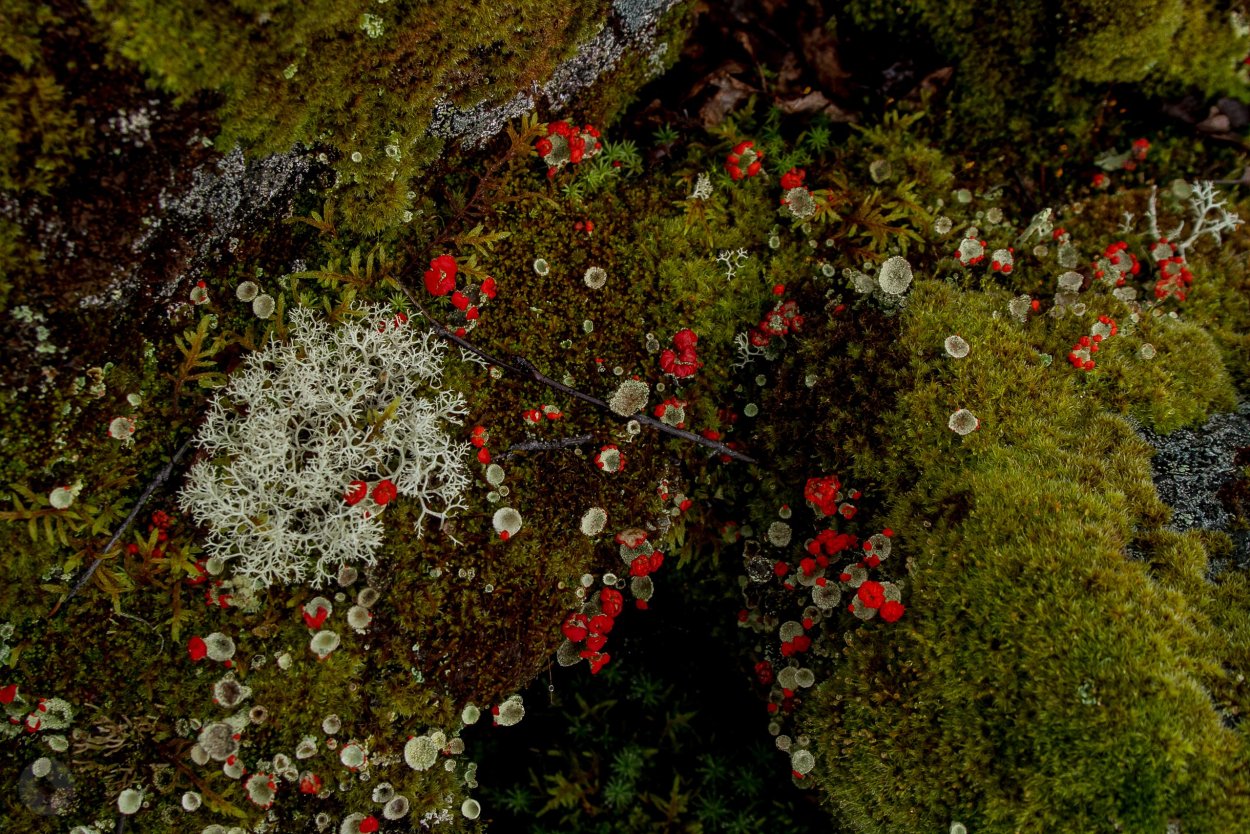 Мхи и лишайники арктических пустынь