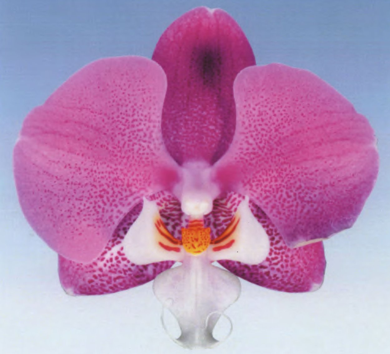 Фаленопсис Луксор