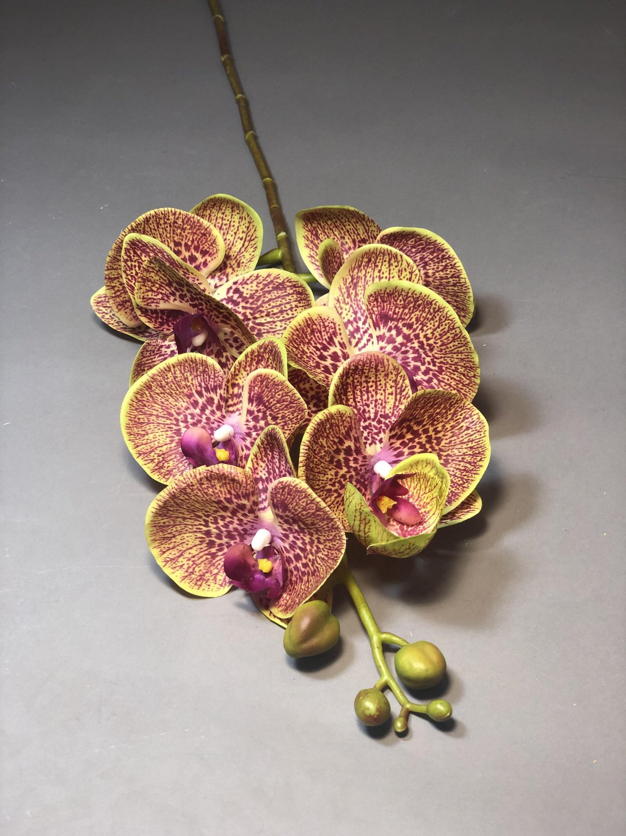 Тигровая Орхидея