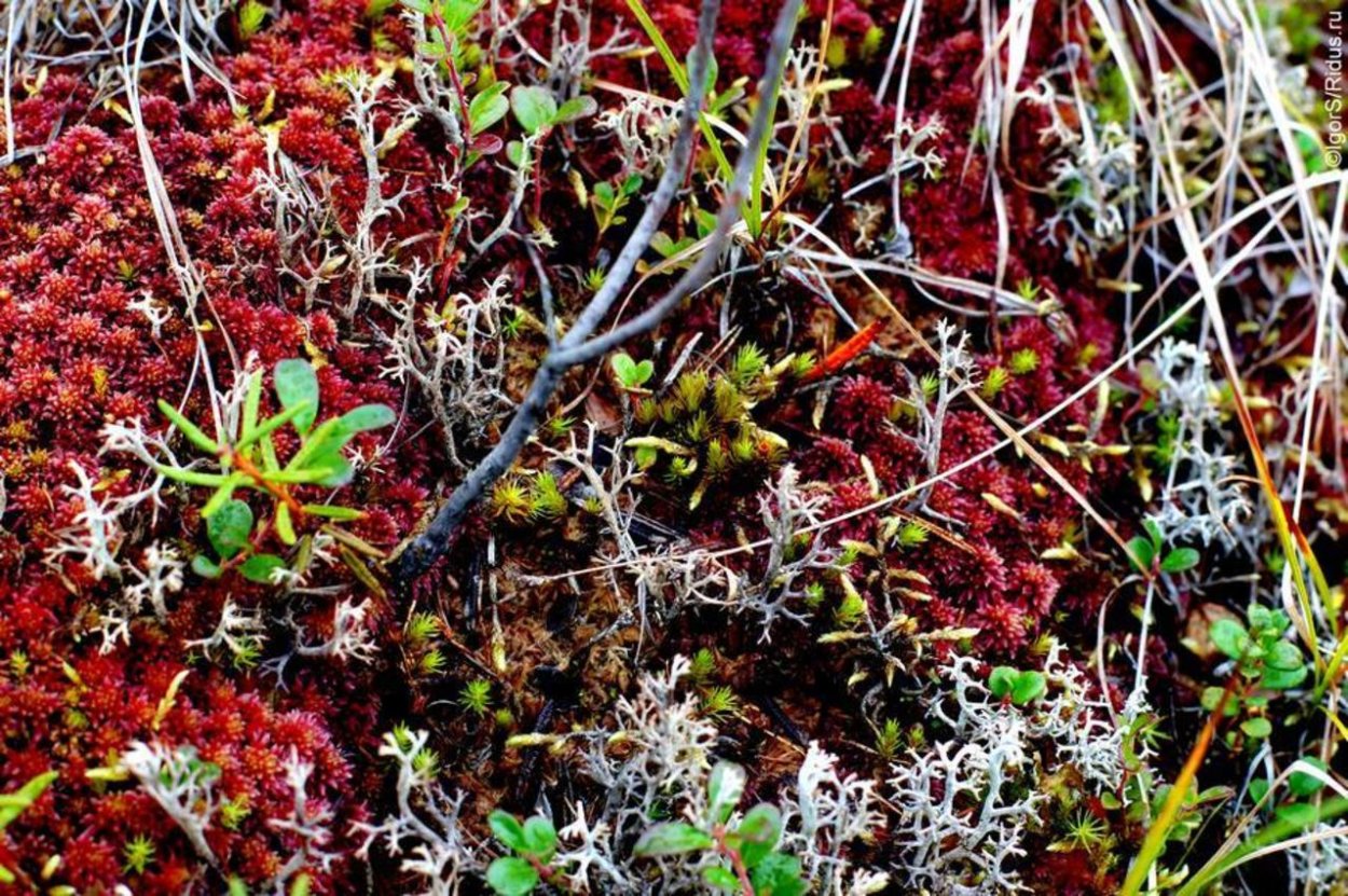 Белый мох ягель